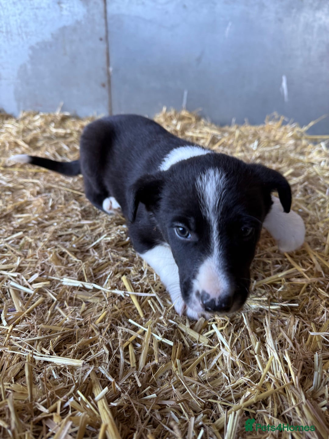 Border Collie dogs for sale: Border Collies Puppies For Sale - Image 4