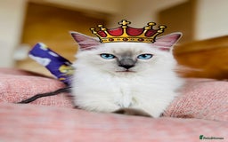 Ragdoll cats for sale: SILKY GCCF PEDIGREE RAGDOLL - Championline  in London - Image 1