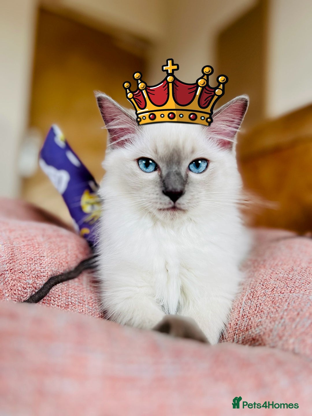 Ragdoll cats for sale: SILKY GCCF PEDIGREE RAGDOLL - Championline  in London - Image 1