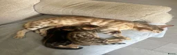 Bengal cats for sale: 🐾 Beautiful Bengal Kittens 🐾 - Advert 13