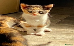 British Shorthair cats for sale: 4 British short hair kittens left Calico girls - Image 1