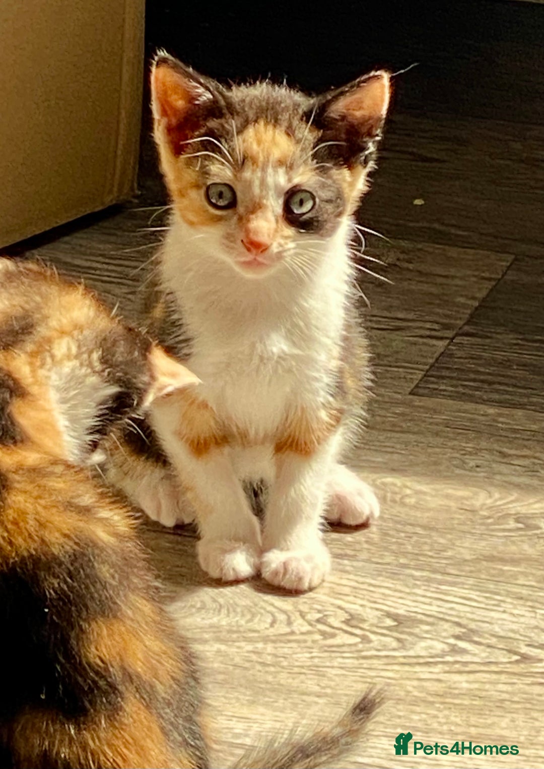 British Shorthair cats for sale: 4 British short hair kittens left Calico girls - Image 1