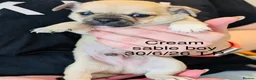 Chihuahua dogs for sale: Beautiful Pedigree Chihuahua Puppies,2 Boys2 Girls - Advert 5