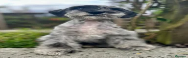 Miniature Schnauzer 2