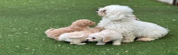 Poochon dogs for sale: Superb litter of Poochon's  - Advert 3