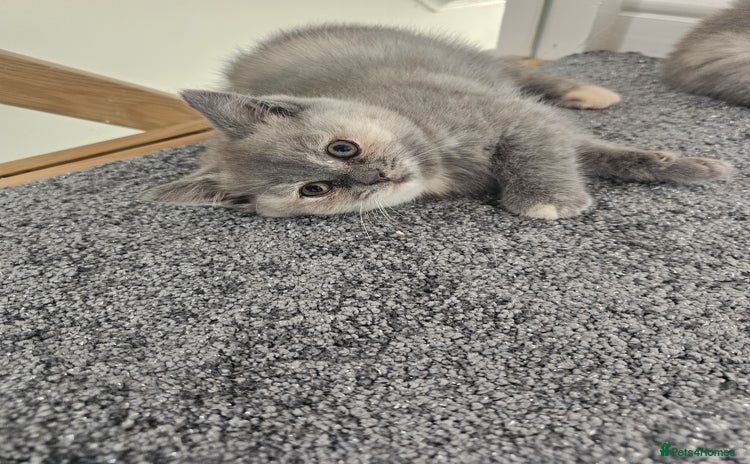 British Shorthair cats - Advert 12