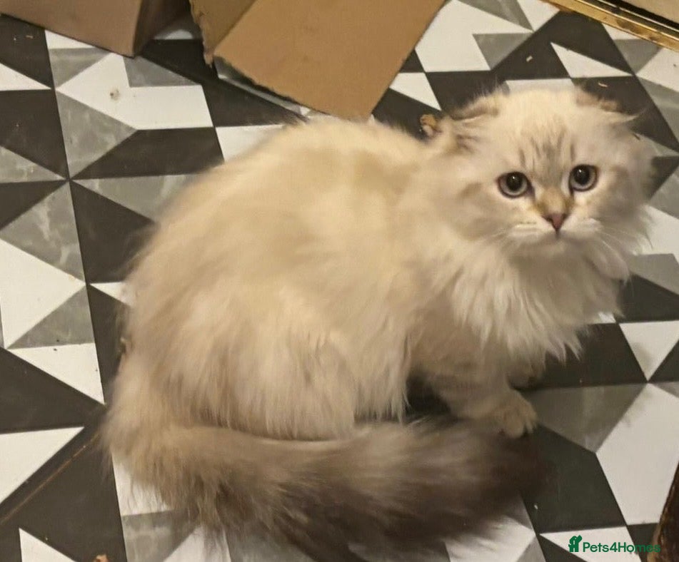 Munchkin cats ✨ Adorable TICA Registered Munchkin Kittens ✨ - Advert 1