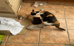 Persian cats for sale: Persian x - Image 10