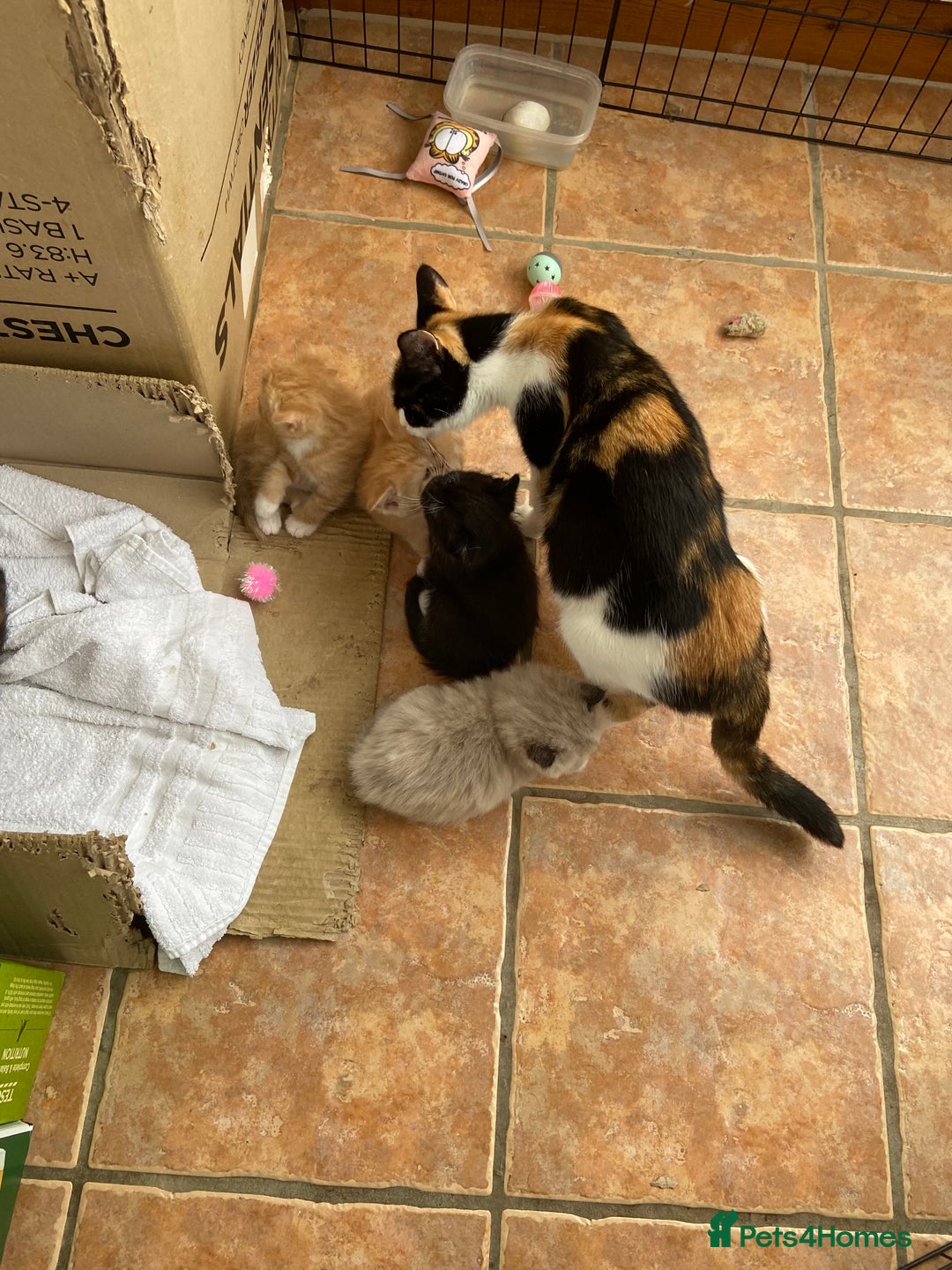 Persian cats for sale: Persian x - Image 10