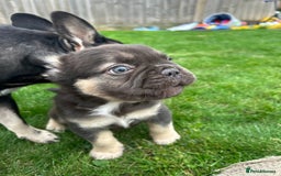 French Bulldog dogs for sale: 4 French bulldog puppies  - Image 16