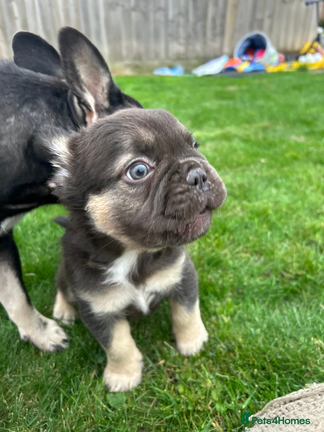 French Bulldog dogs for sale: 4 French bulldog puppies  - Image 16