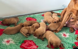 Labrador Retriever dogs for sale: Ready to leave, KC Labrador litter, boys & girls  - Image 10