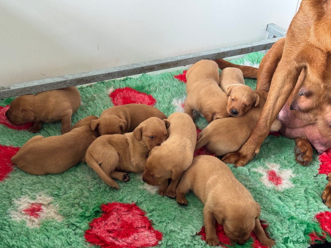 Labrador Retriever dogs for sale: Ready to leave, KC Labrador litter, boys & girls  - Image 10