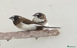 Finches birds for sale: Star finch, Bengalese, Gouldian,  zebra, Java spar - Advert 1