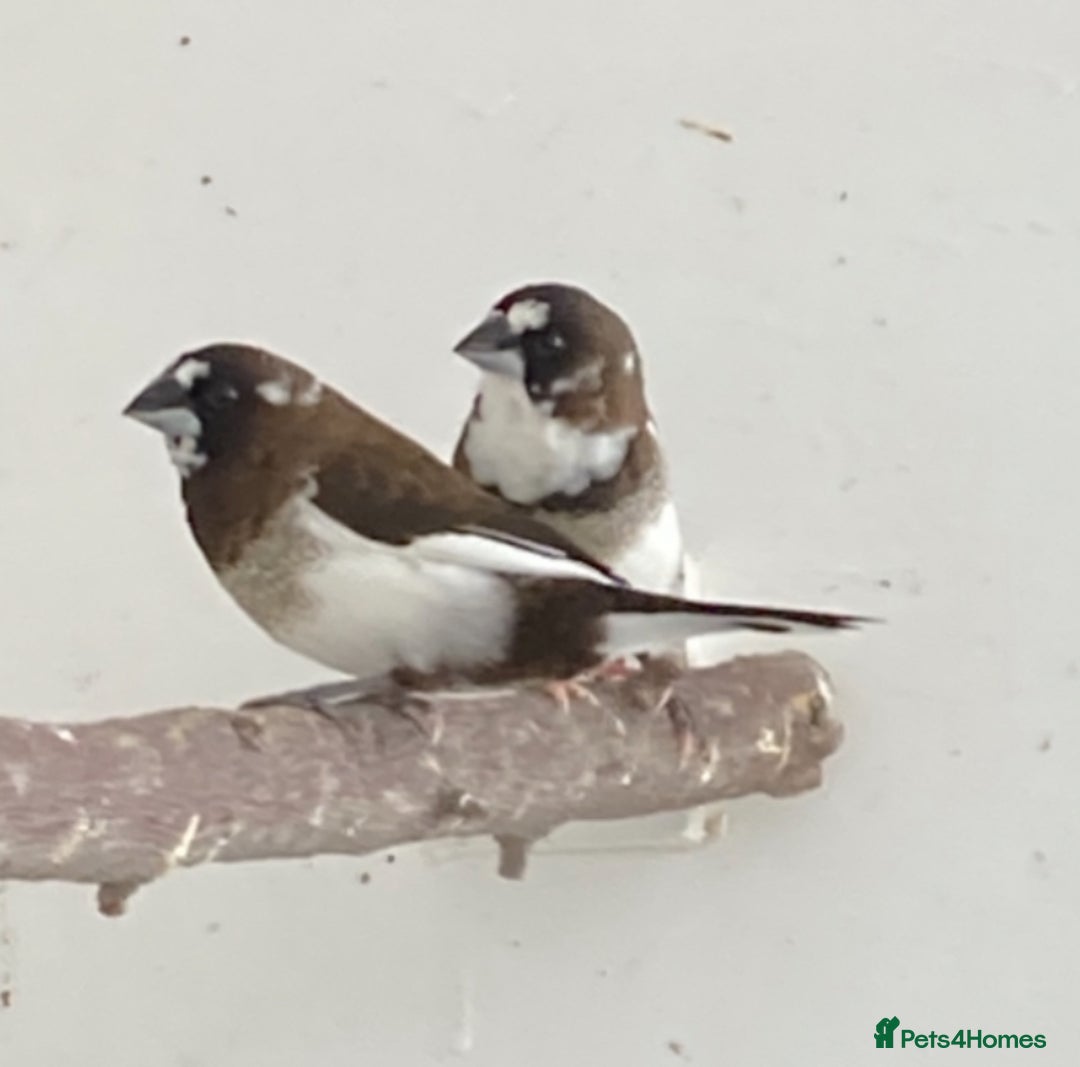 Finches birds for sale: Star finch, Bengalese, Gouldian,  zebra, Java spar - Advert 1