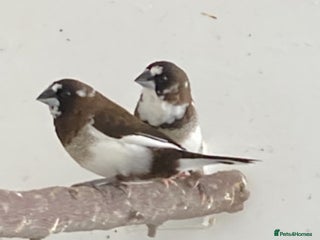 Finches birds for sale: Star finch, Bengalese, Gouldian, zebra, Java spar - Advert 1