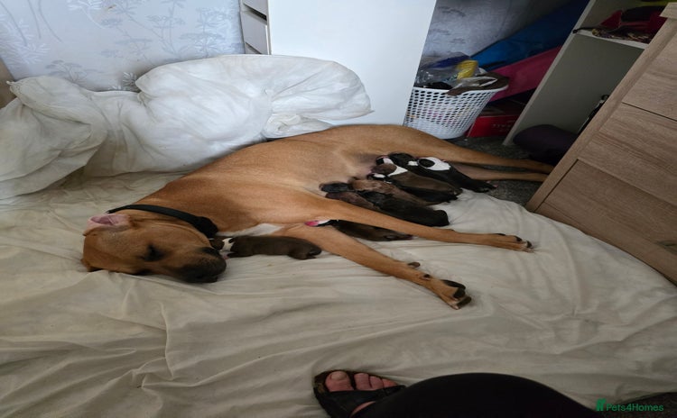 Mixed Breed dogs - Advert 9