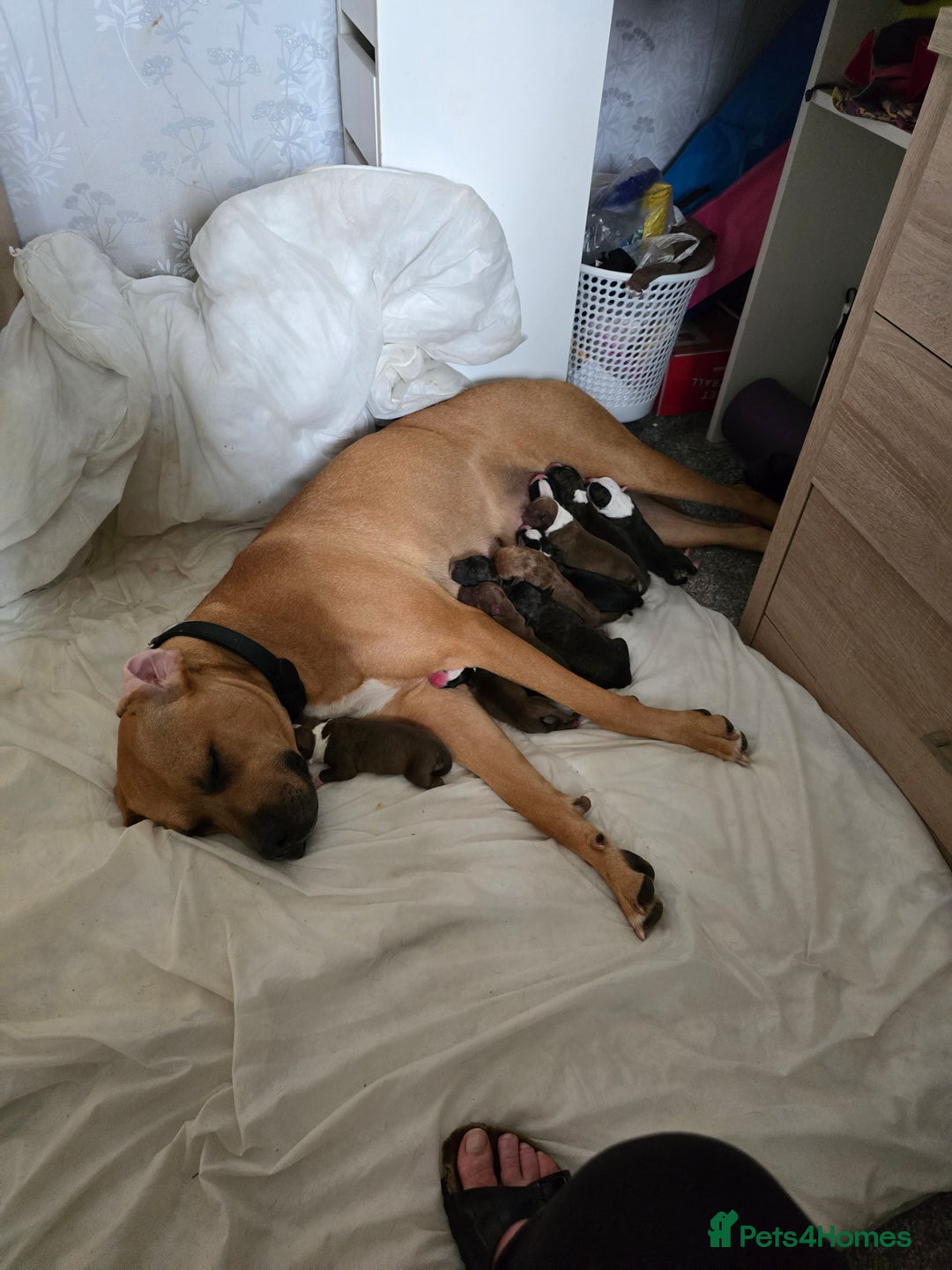 Mixed Breed dogs for sale: Bullmastiff x staff puppies - Image 13