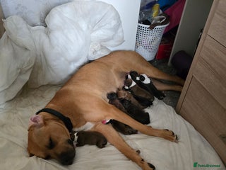 Mixed Breed dogs Bullmastiff x staff puppies - Advert 17