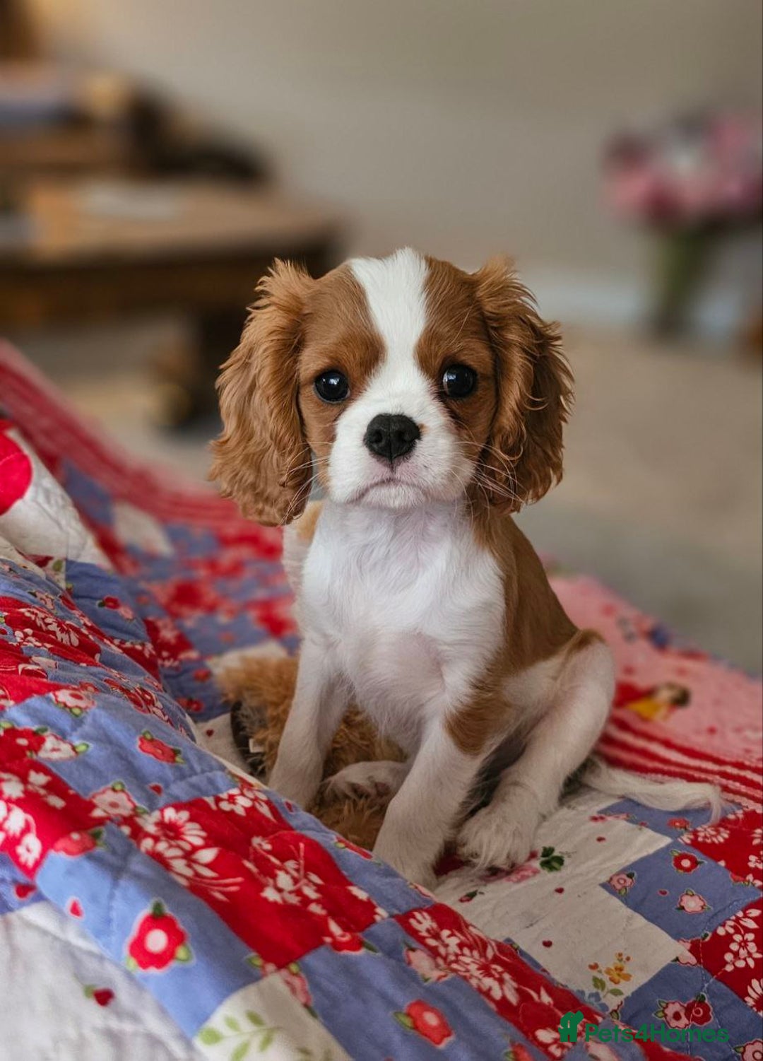 Cavalier King Charles Spaniel dogs for sale: Our Babies King Charles Puppies Ready❤️ - Image 5