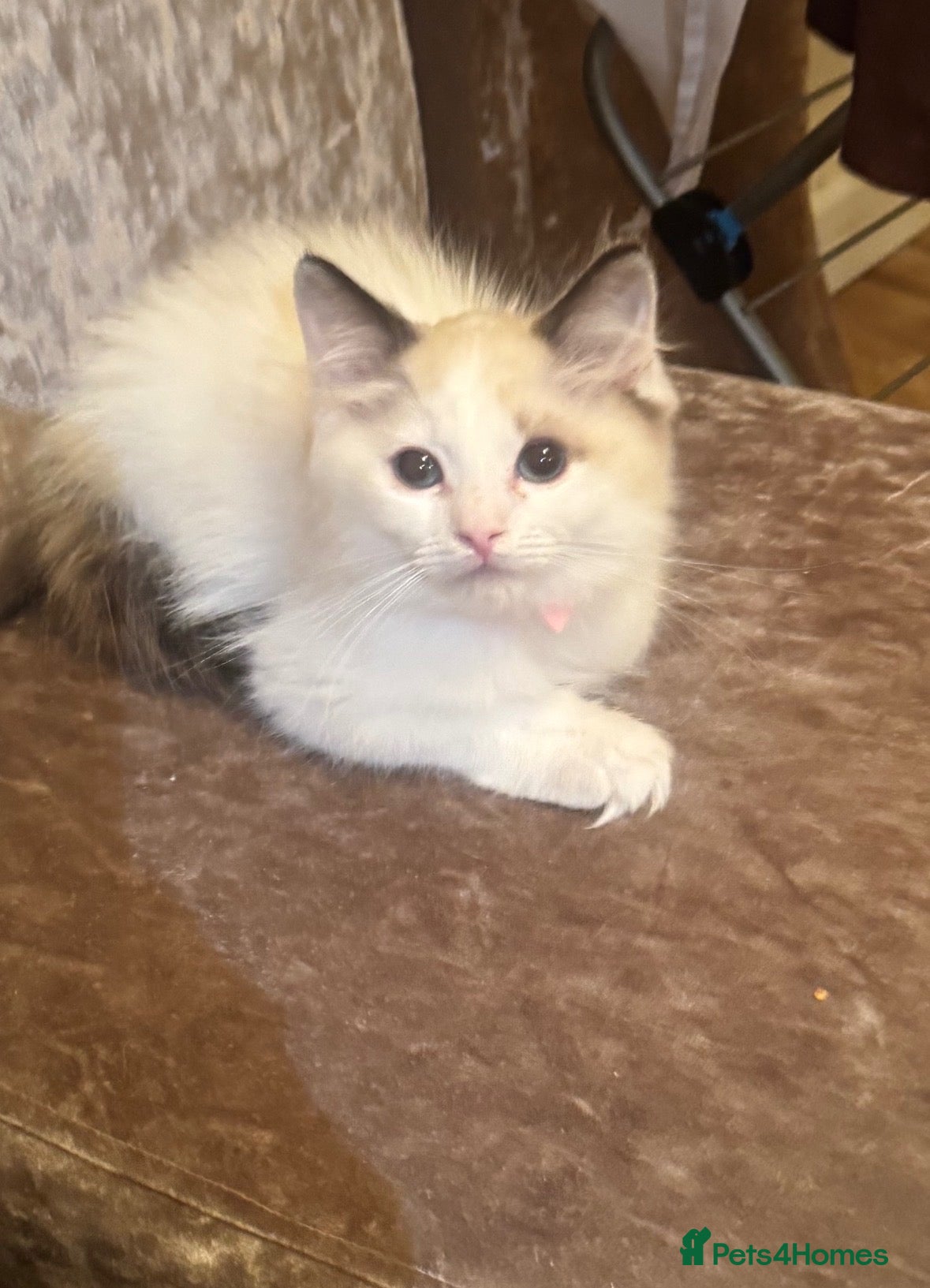 Ragdoll cats 6 GCCF ragdoll kittens  - Advert 2