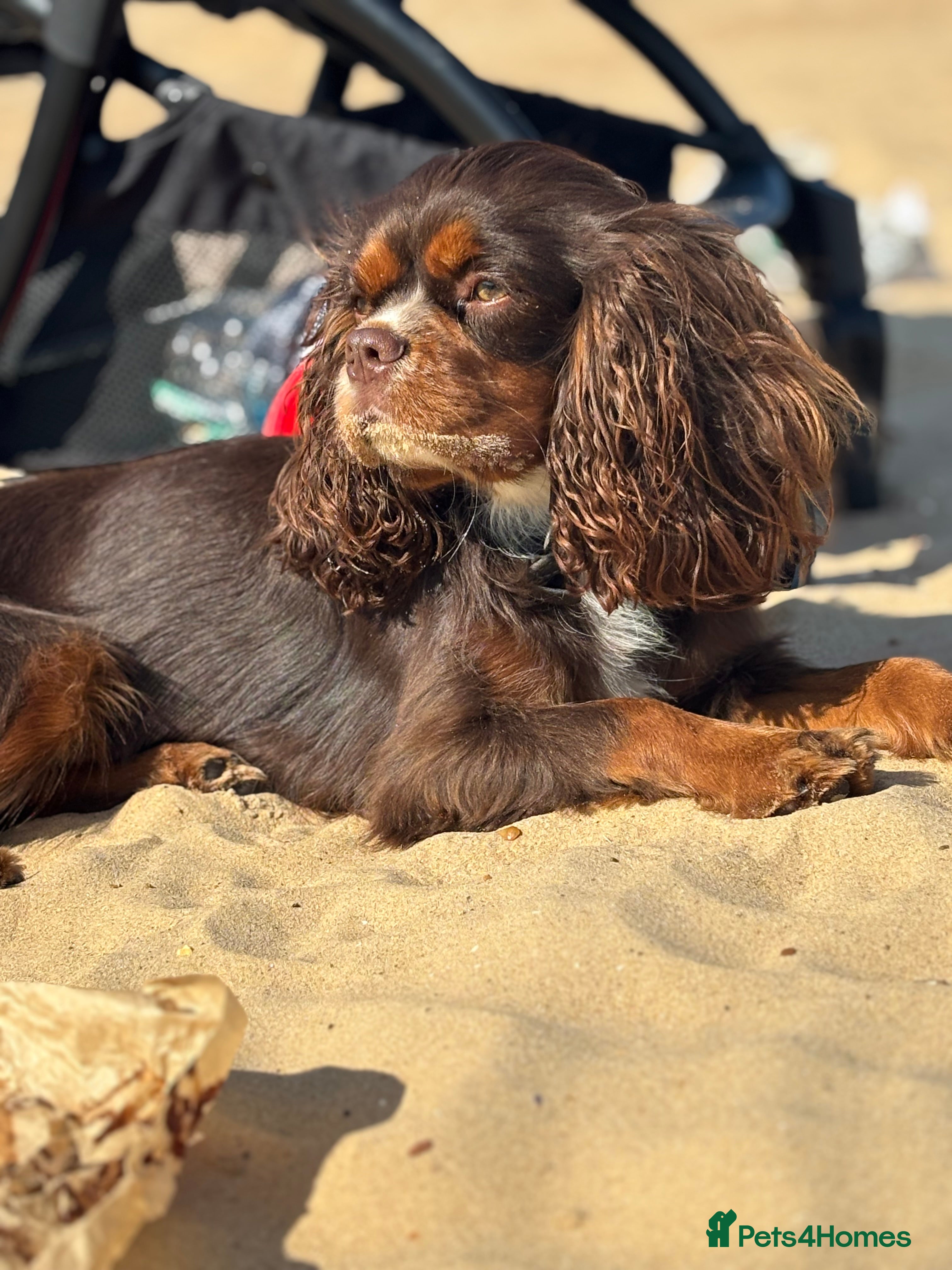 Cavalier King Charles Spaniel dogs THE BEST Looking CHOCOLATE🍫🐶 CAVALIER STUD - Advert 3