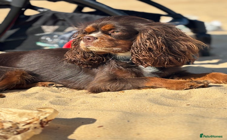 Cavalier King Charles Spaniel dogs - Advert 1