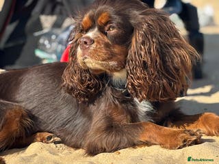 Cavalier King Charles Spaniel dogs THE BEST Looking CHOCOLATE🍫🐶 CAVALIER STUD - Advert 8