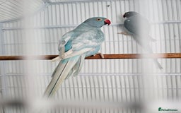 Mixed Breed birds for sale: Indian ringneck  - Image 11