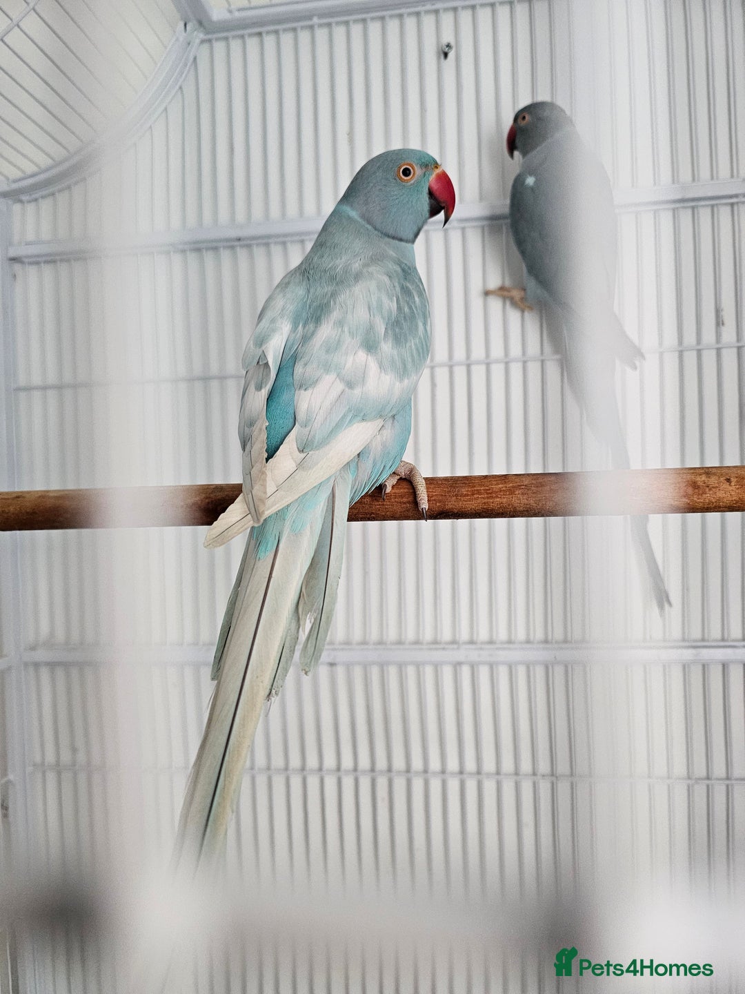 Mixed Breed birds for sale: Indian ringneck  - Image 11