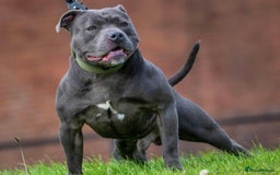 Staffordshire Bull Terrier dogs for sale: Blue Staffordshire Bull Terrier Champion Pups - Image 21