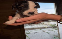 Jack Russell dogs for sale: Jack Russell puppies 5 boys left - Image 28