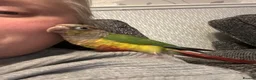 Conures birds for sale: Beautiful Pineapple Conure – Hand Tame  - Advert 6