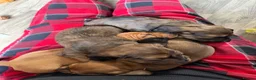 Miniature Dachshund dogs for sale: Miniature dachshund puppies for sale  - Advert 7