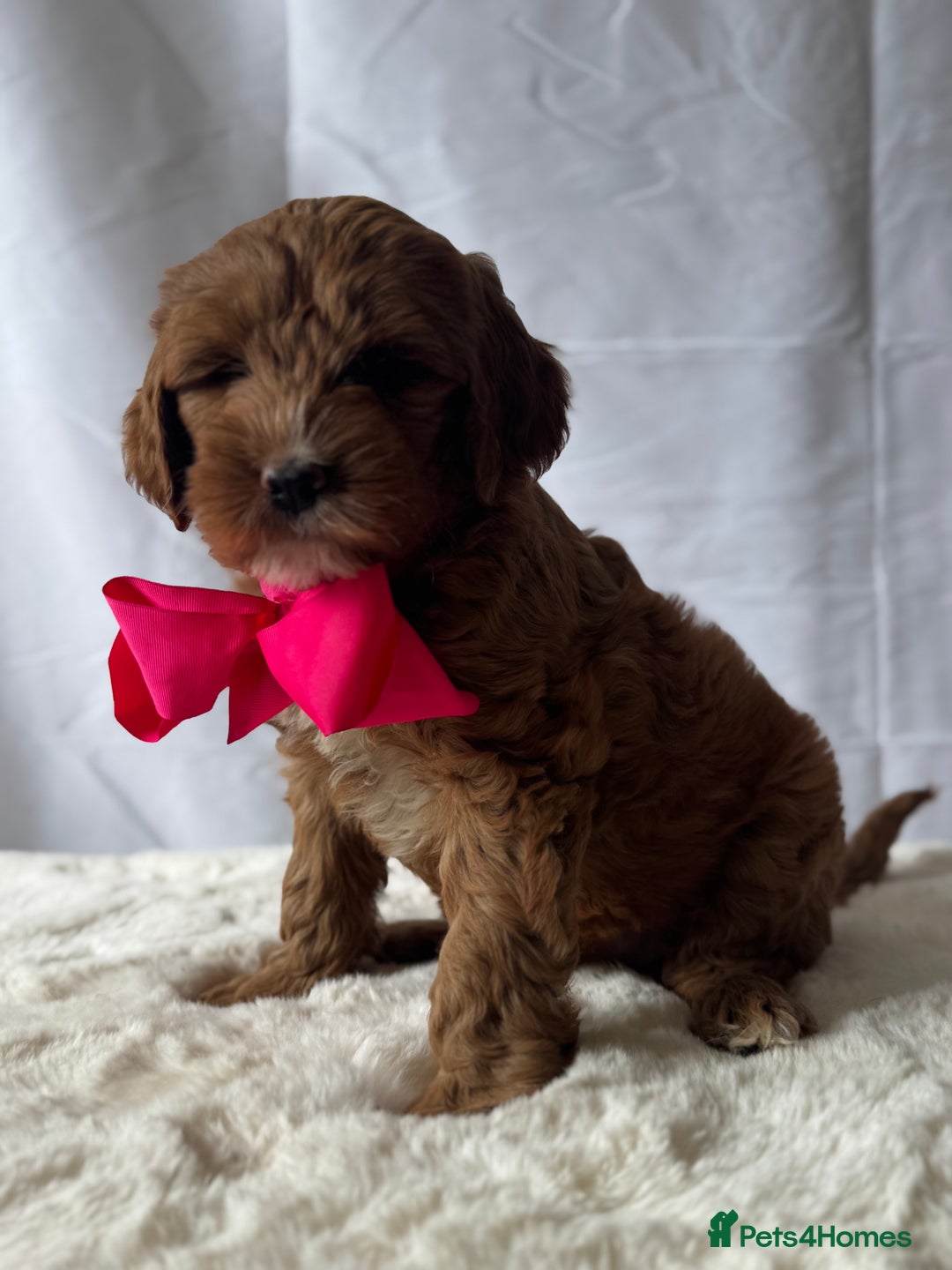 Labradoodle dogs for sale: Labradoodle  - Image 8