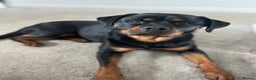 Rottweiler dogs for sale: Chunky Rottweiler puppies - Advert 3