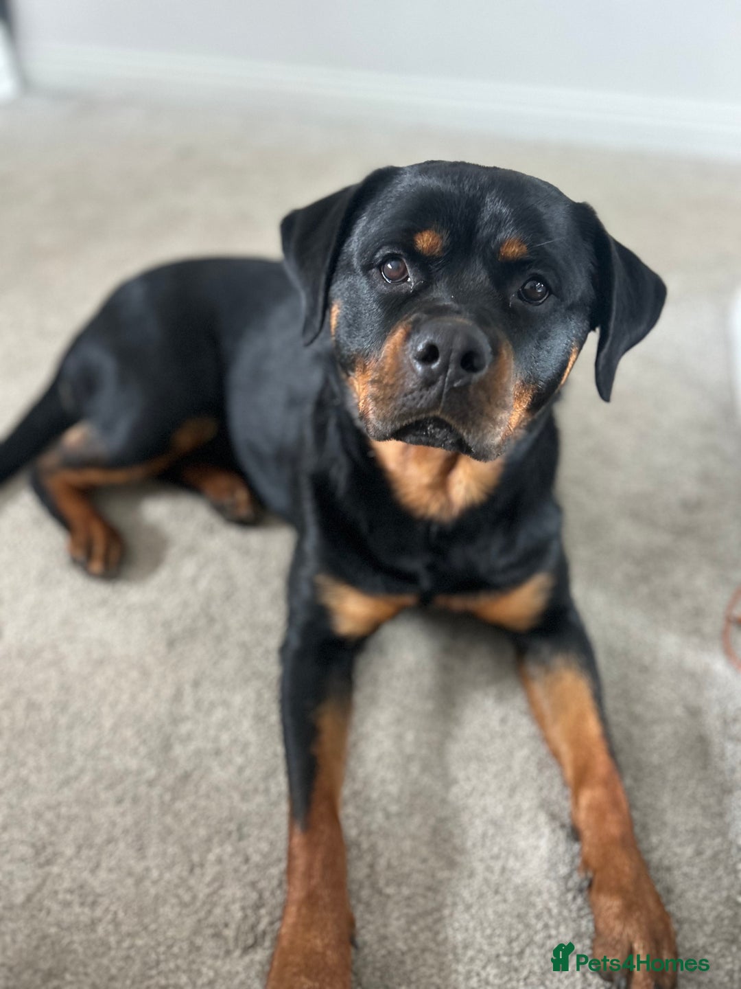 Rottweiler dogs for sale: Chunky Rottweiler puppies - Advert 3