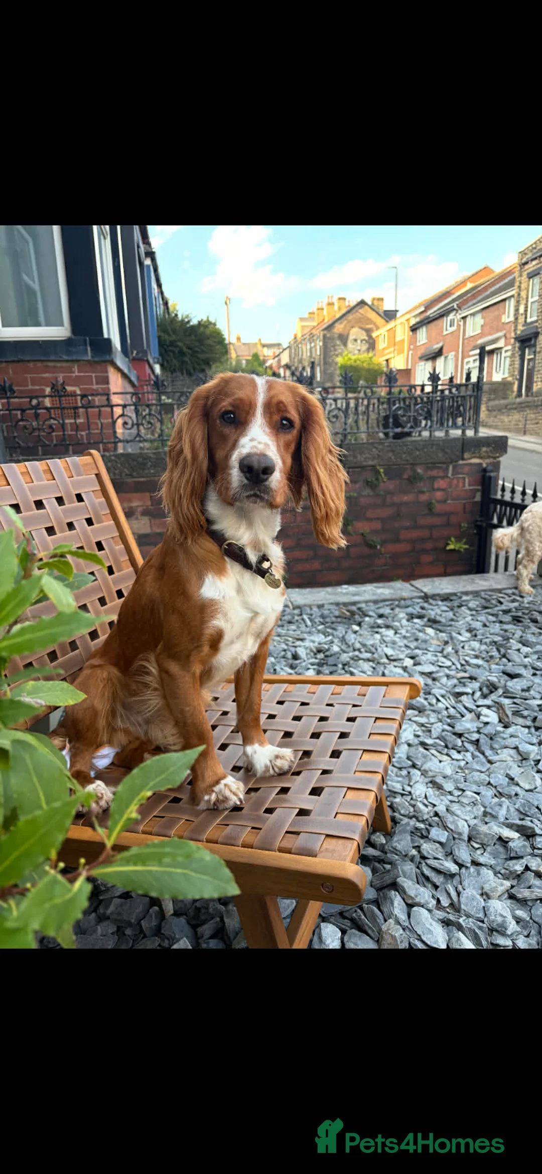 Cocker Spaniel dogs for sale: Farm bred Stunning Cocker Spaniel Puppies for sale - Advert 8