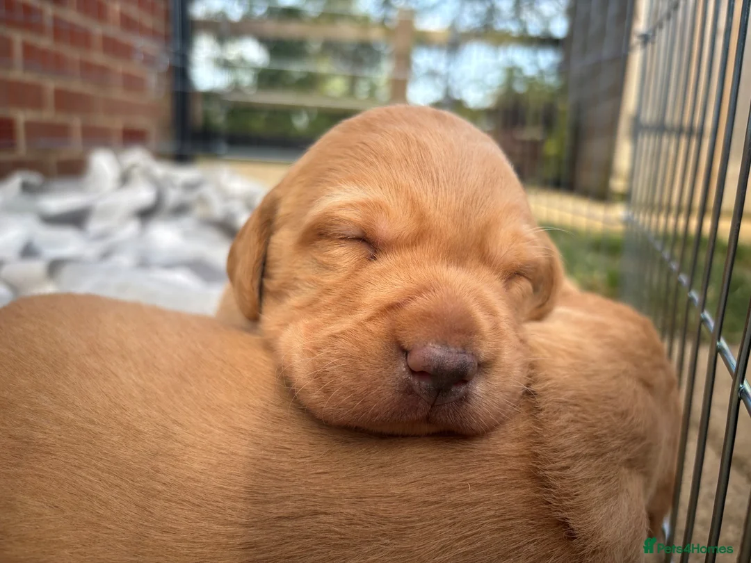Labrador Retriever dogs for sale: Fox Red Labrador - 1 Girl Left - Advert 2