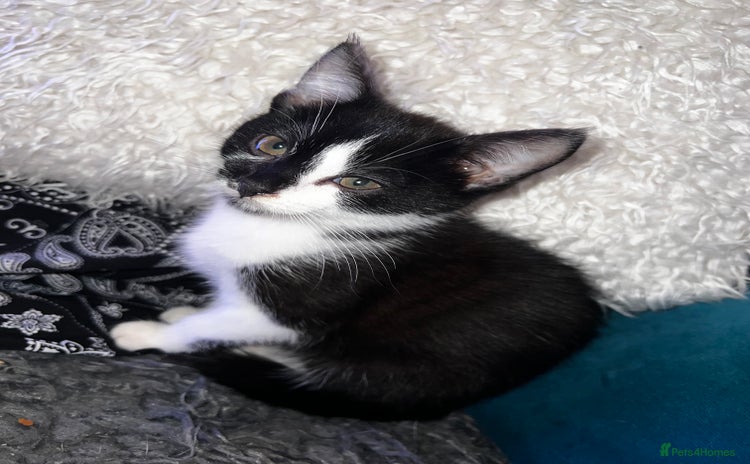 Domestic Shorthair cats - Advert 7