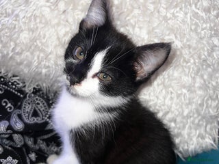 Domestic Shorthair cats - Advert 39