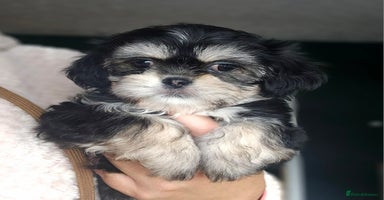 Shih Tzu dogs - Advert 14