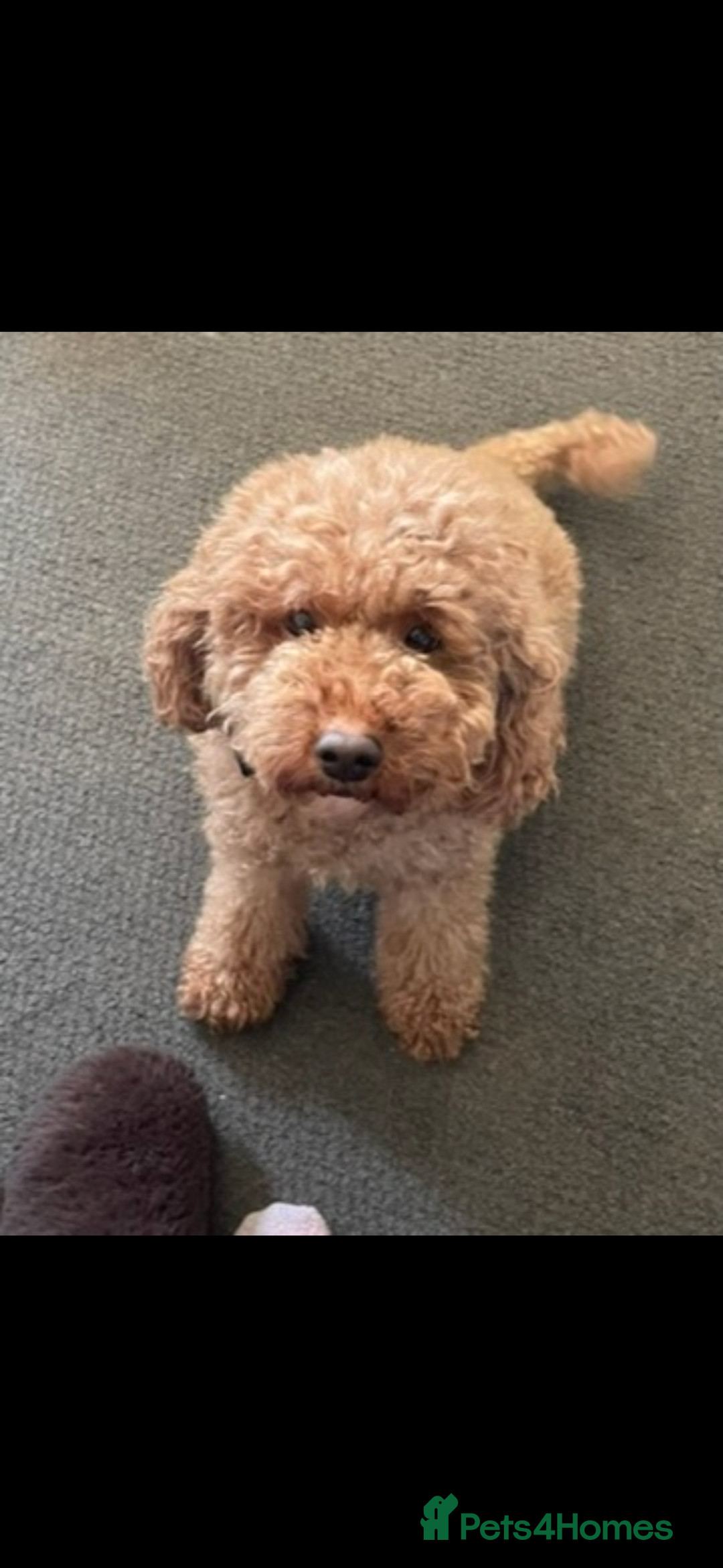 Miniature Poodle dogs for sale: Miniature poodle  - Advert 1