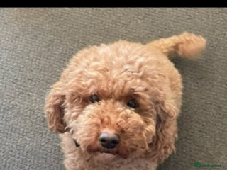 Miniature Poodle dogs Miniature poodle - Advert 2