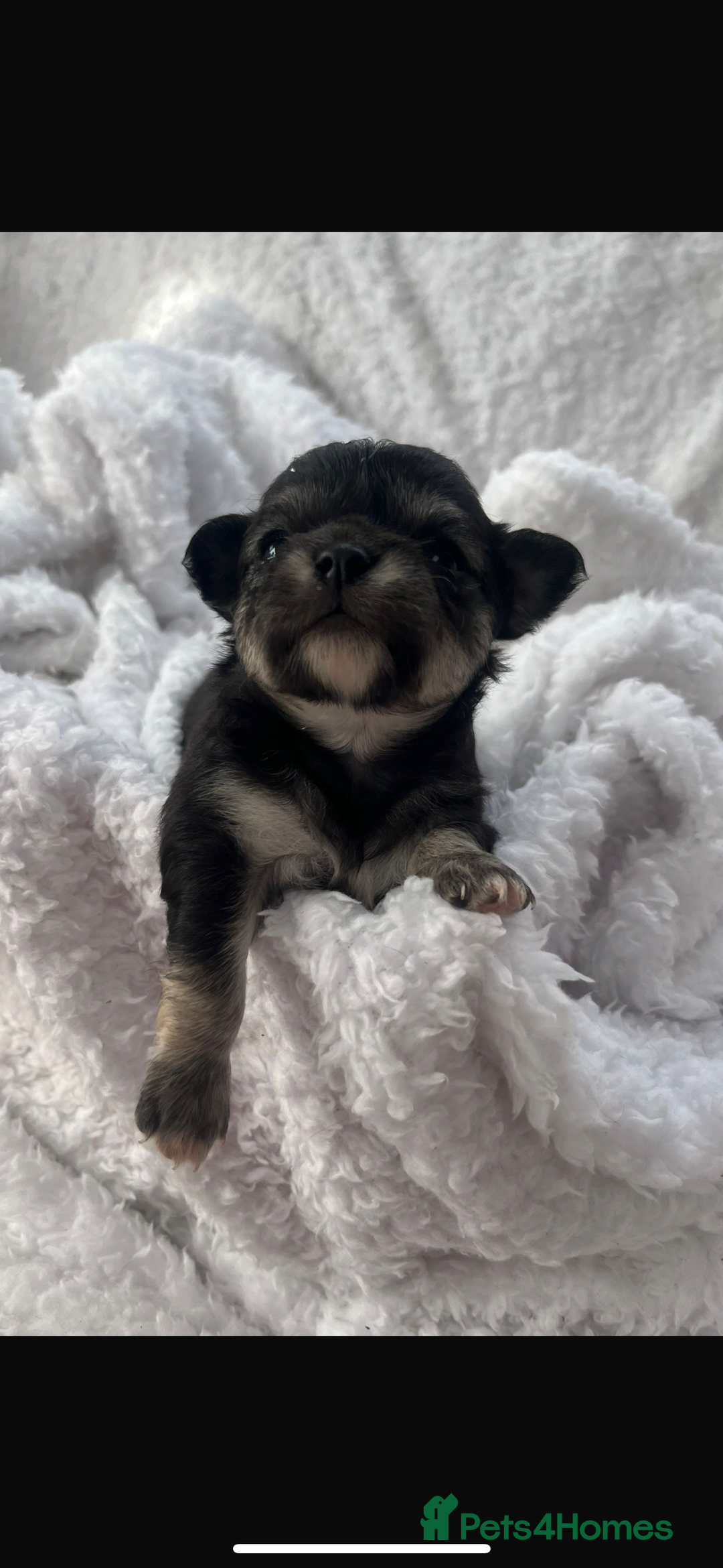 Chihuahua dogs for sale: KC Champion Lines Miniature Chihuahua Puppies - Image 30