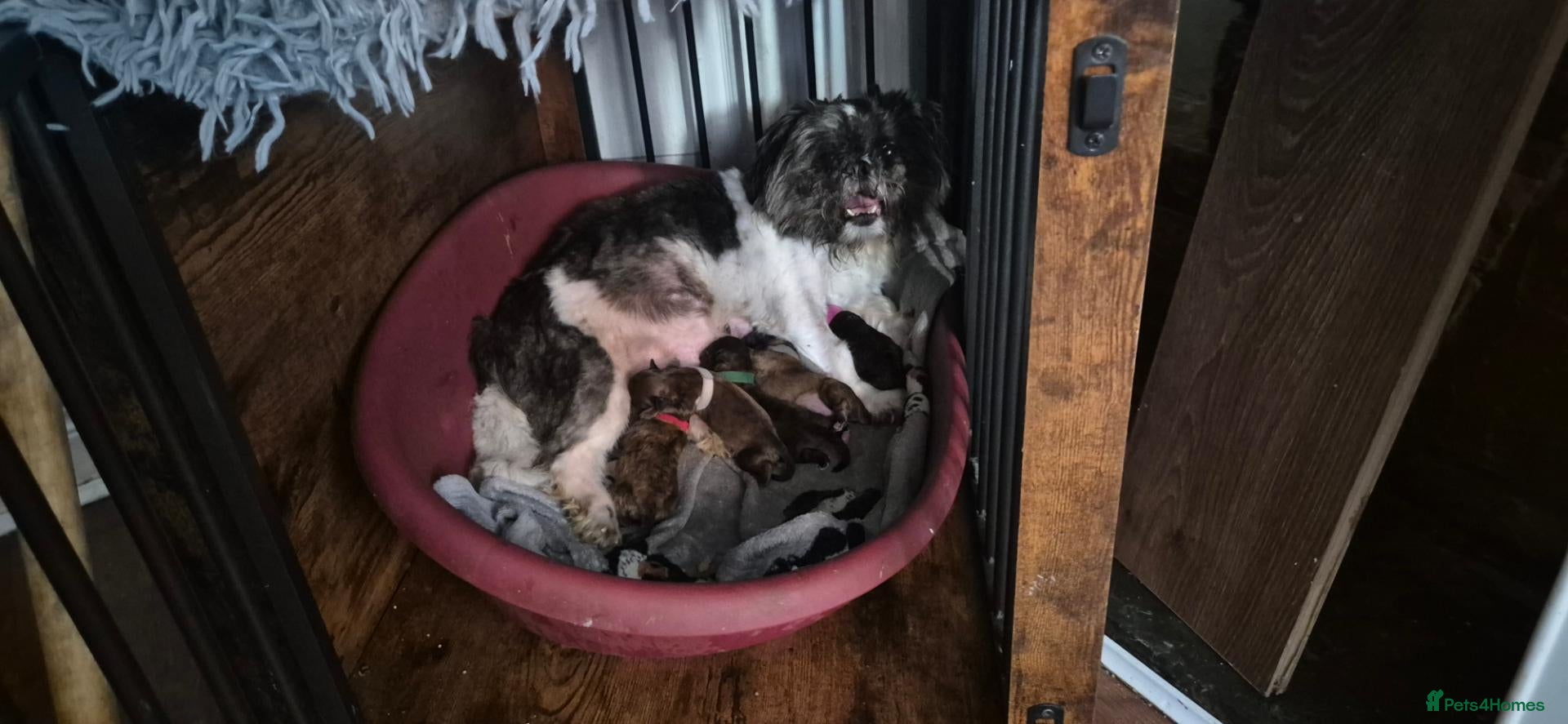 Shihpoo dogs I have 5 shihpoo.pups 2 boys 3 girls  - Advert 4
