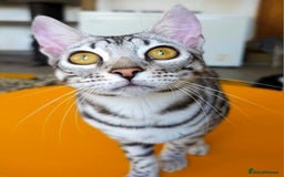 Bengal cats for sale: Exceptional Silver Rosetted Boy Available  - Advert 28