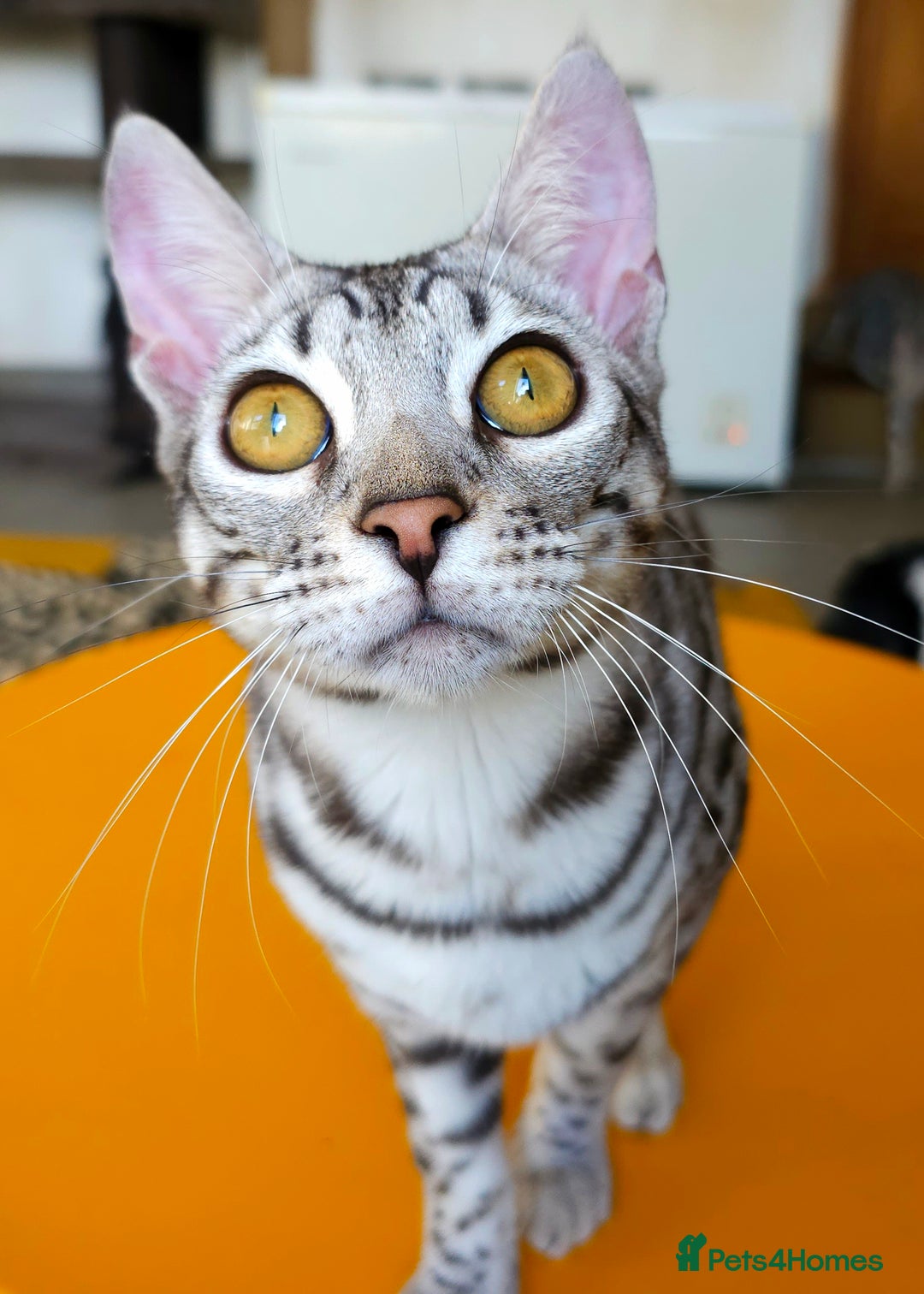 Bengal cats for sale: Exceptional Silver Rosetted Boy Available  - Advert 28
