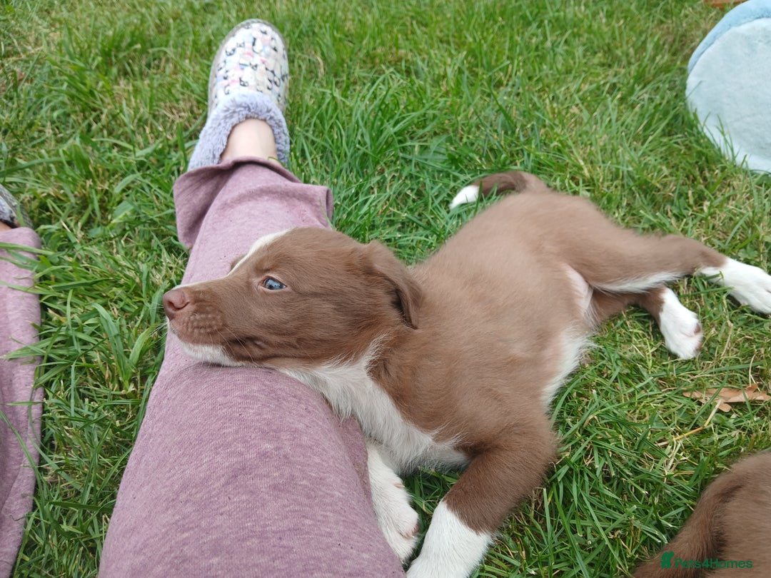 Border Collie dogs for sale: Delightful border collie pups  - Image 4