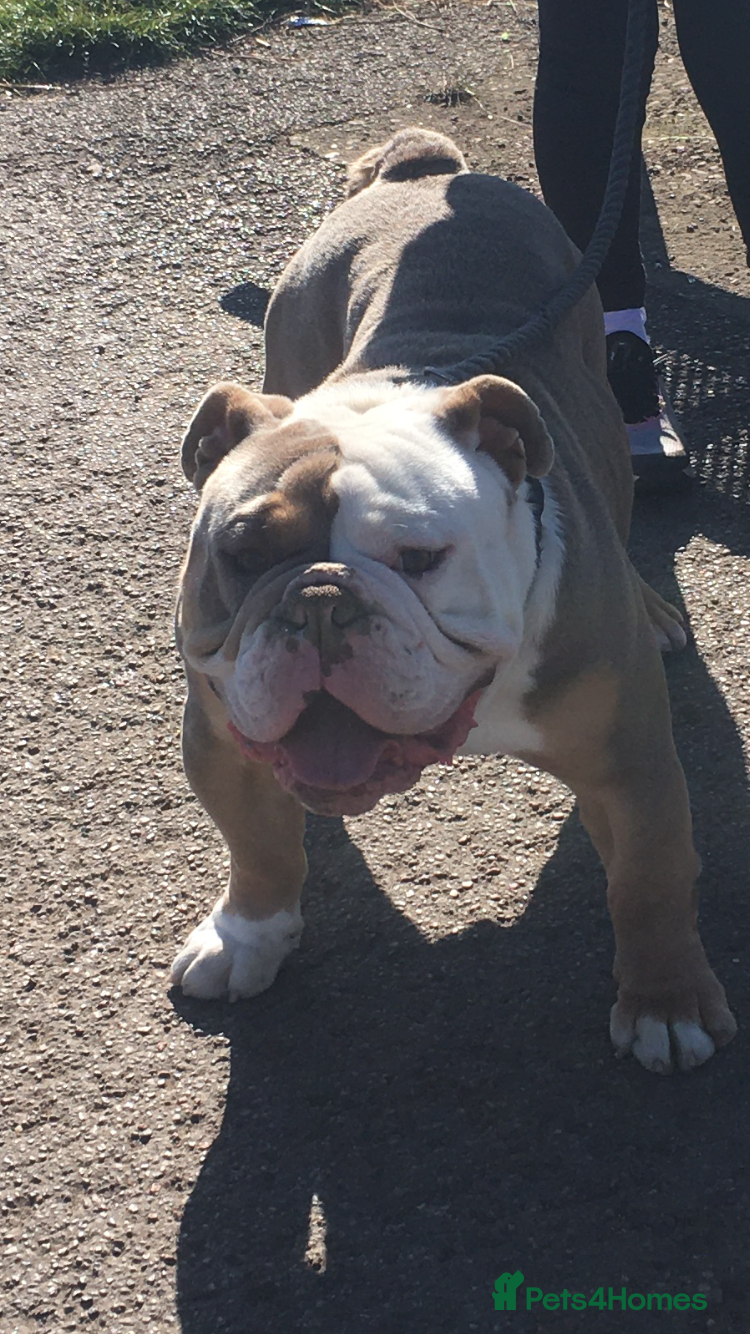 Olde English Bulldogge dogs Old English bulldog  - Advert 1